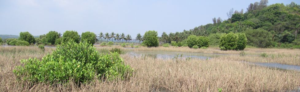 Flora and fauna of India gives us a reputation for abundant Natural beauty and Wildlife too!